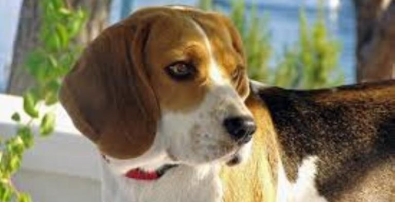 Beagle, i cani dall’olfatto acuto che percepiscono il tumore ai polmoni