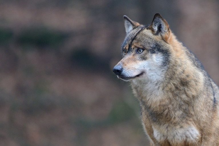 Viene autorizzato l’abbattimento dei lupi in casi eccezionali