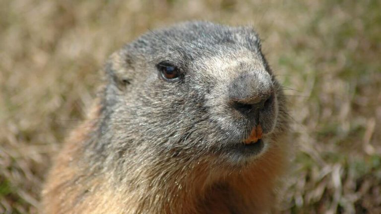 Mangiano carne cruda di marmotta, coppia di coniugi muore di peste bubbonica