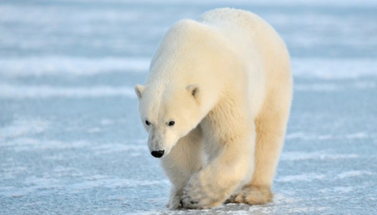 Polar Bear Day, la giornata internazionale dell’Orso Polare
