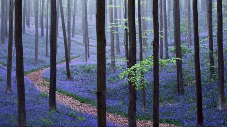Belgio: l’incanto della magica “Foresta Blu”