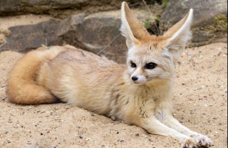 Fennec, volpacchiotto in via di estinzione