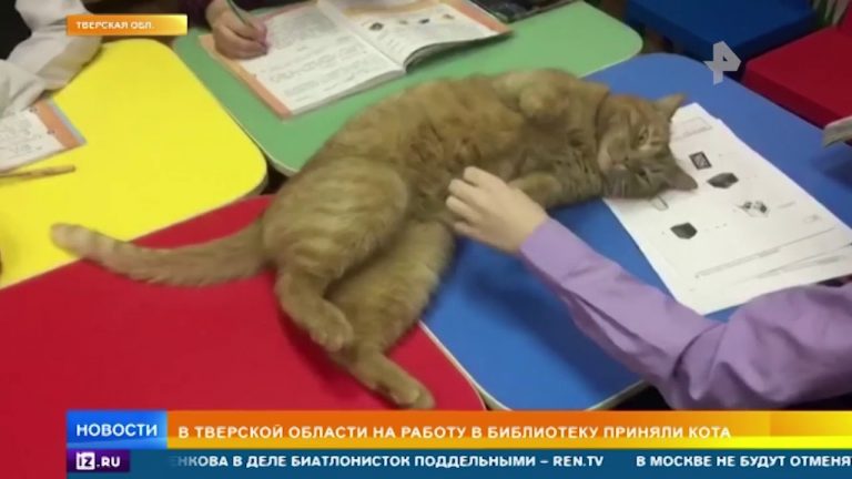 Il gatto “influencer” assunto in libreria