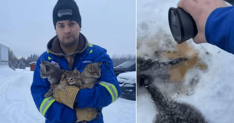 Gattini intrappolati nella neve: salvati con il caffè caldo