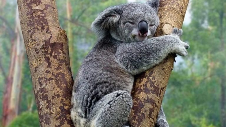 Koala, una specie a rischio