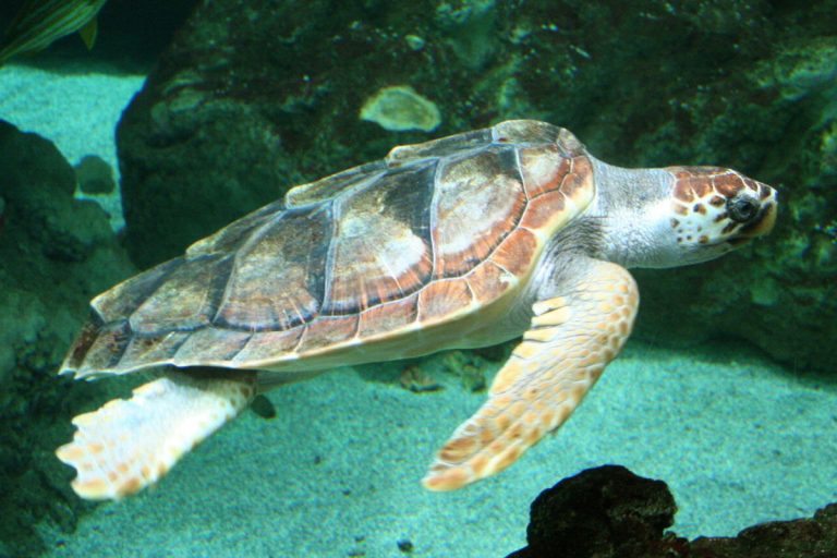 Puglia, cento euro ai pescatori che salvano le tartarughe