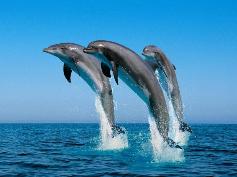 I delfini comunicano fra loro