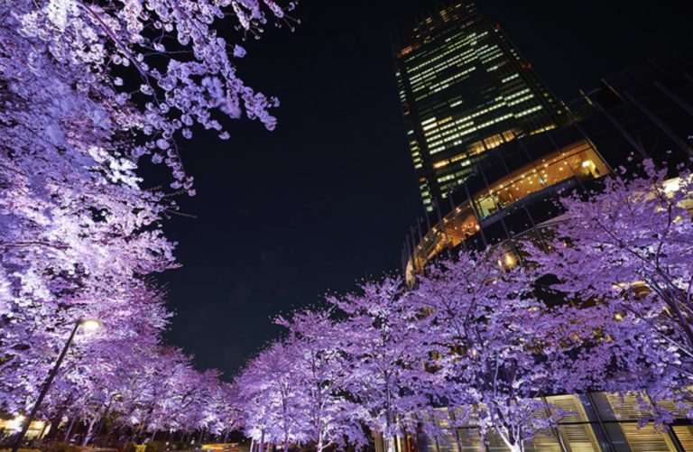 Tokyo e i ciliegi in fiore