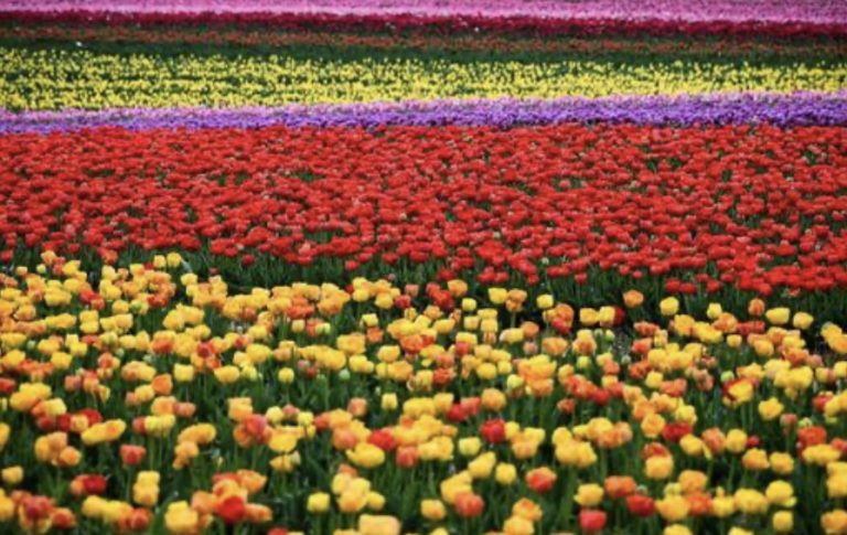 Fioriscono i tulipani in Germania