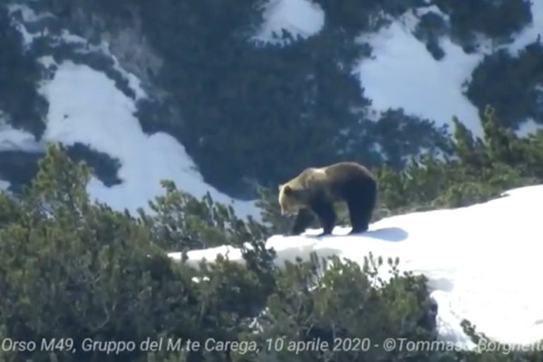 Orso sul Carega entra nei rifugi