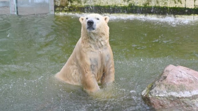 orso zoo germania vitus