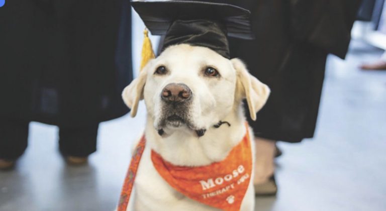 Moose, il cane laureato in medicina