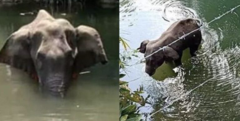 Muore l’ennesimo elefante