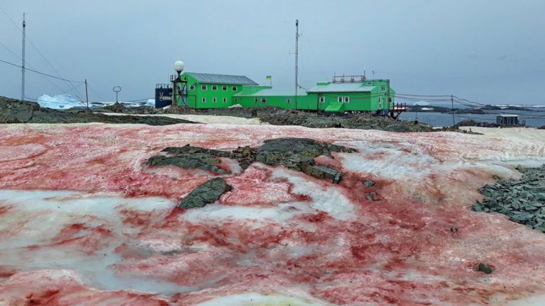 L’Antartide si tinge di verde e rosa