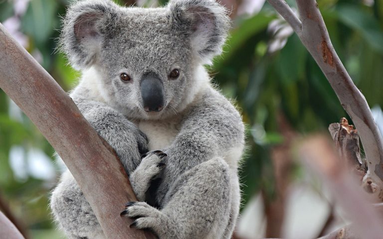 Il koala: specie “funzionalmente estinta”