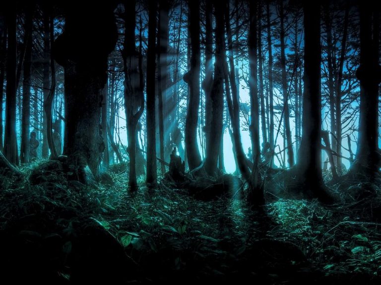Terapia forestale: un punto in più per la natura