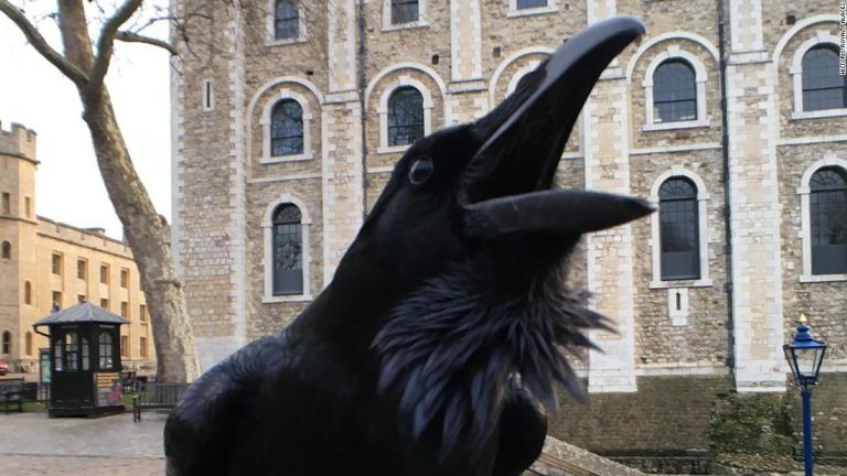 Londra: la “Queen” dei corvi è scomparsa