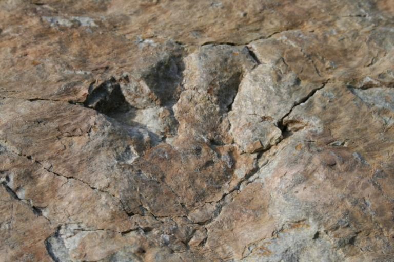 Scoperta sulle Alpi: trovate impronte di grandi rettili preistorici