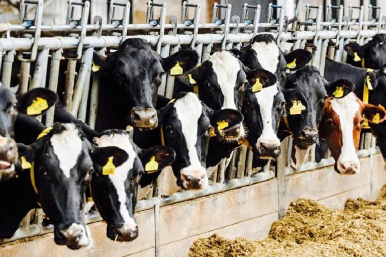 Allevamenti intensivi, necessaria una transizione ecologica