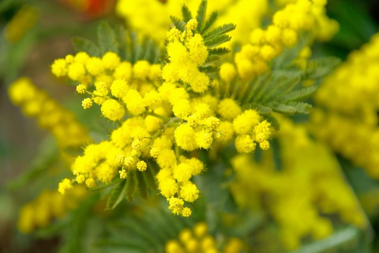 Fiore di mimosa