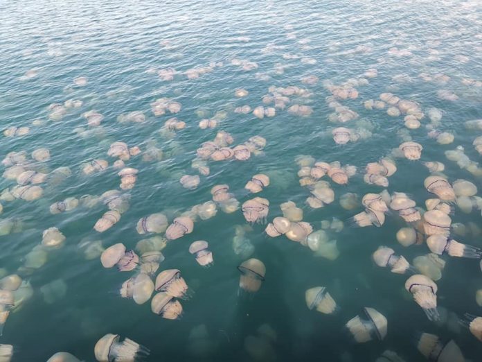 Treviso meduse