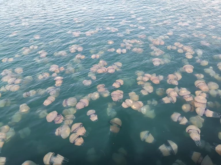 Il mare di Trieste invaso da meduse