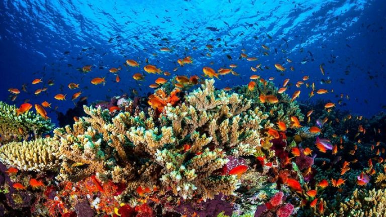 Barriera corallina australiana