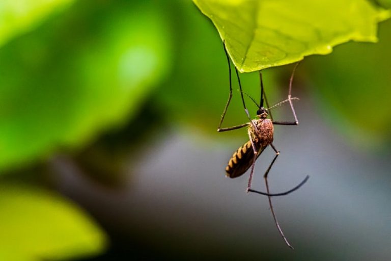 ZANZARE DI MALARIA