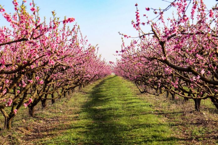 ciliegi in fiore cop