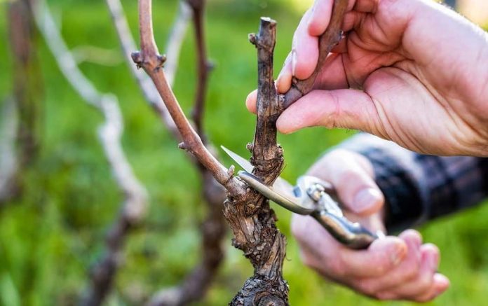 Potatura della vite