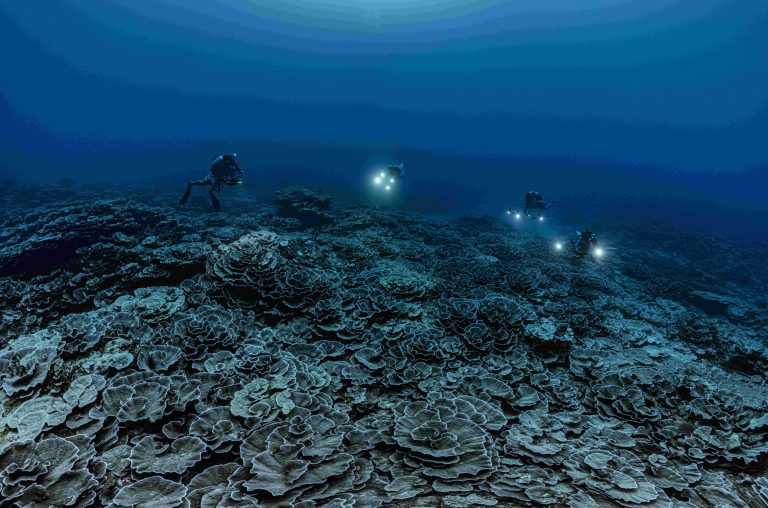 Scoperto un nuovo gioiello della natura nell’Oceano Pacifico
