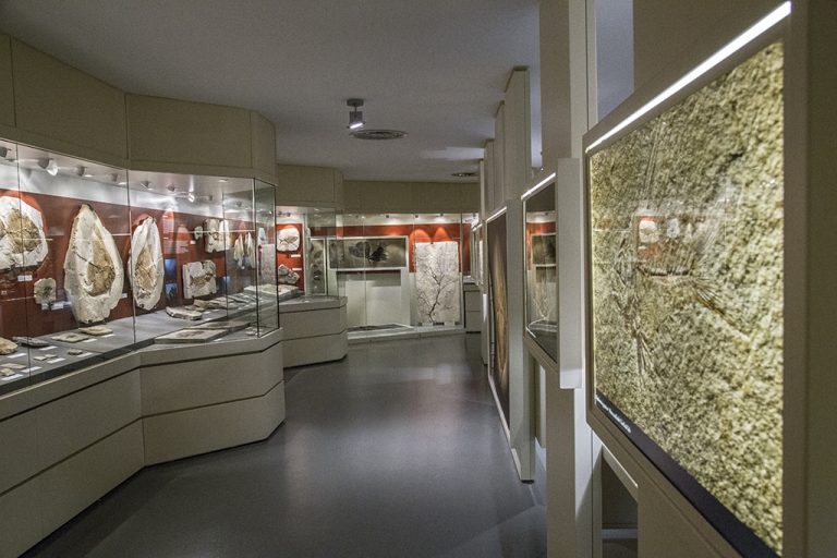 Bolca: il mare nascosto di Verona