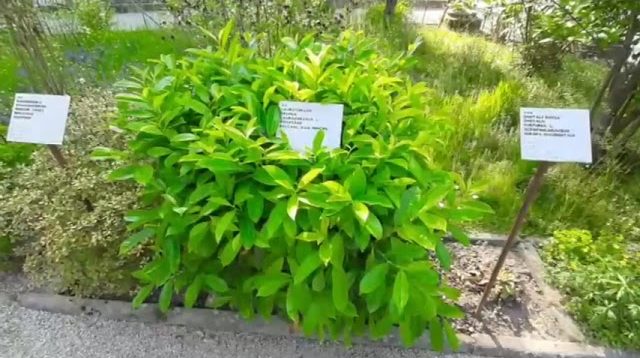 Orto botanico di Padova:  radici nel passato, sguardo sul futuro