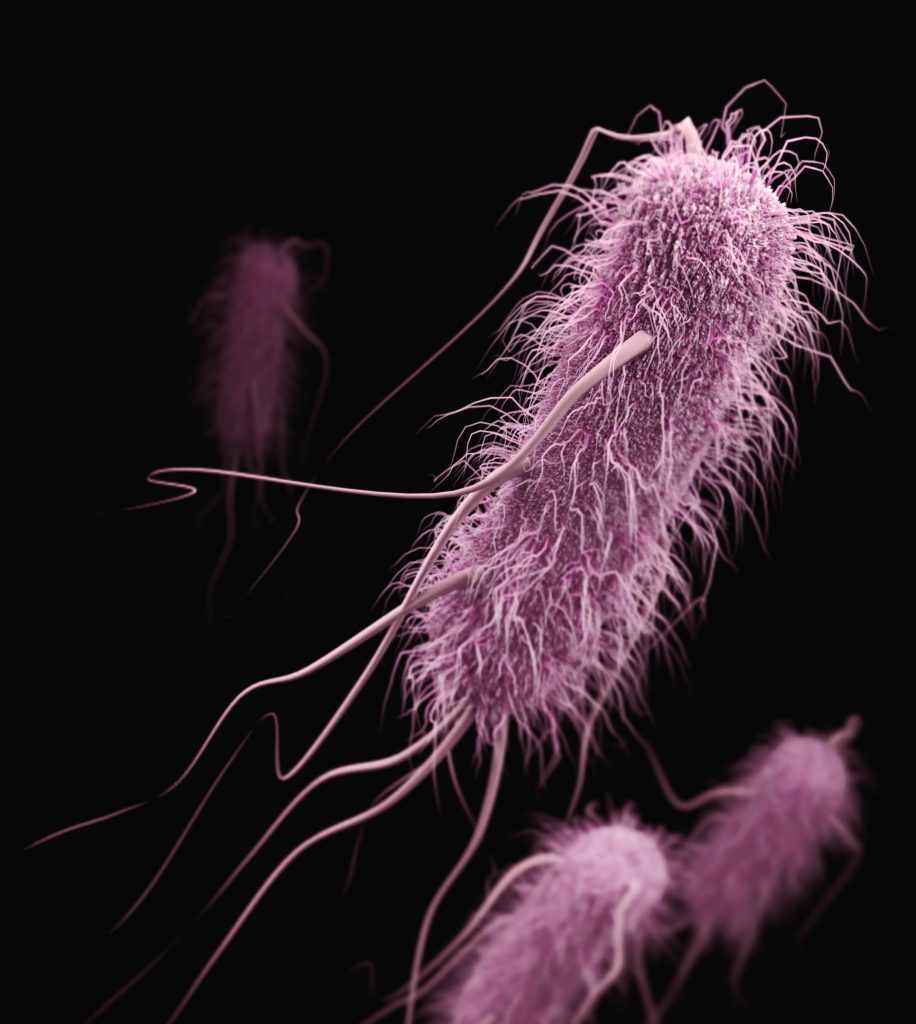 Batteri di Escherichia coli, uno dei ceppi più resistenti e letali