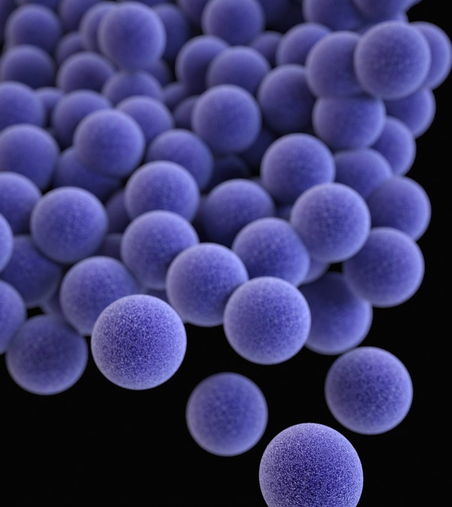 Batteri di Staphylococcus aureus, uno dei ceppi più resistenti e letali