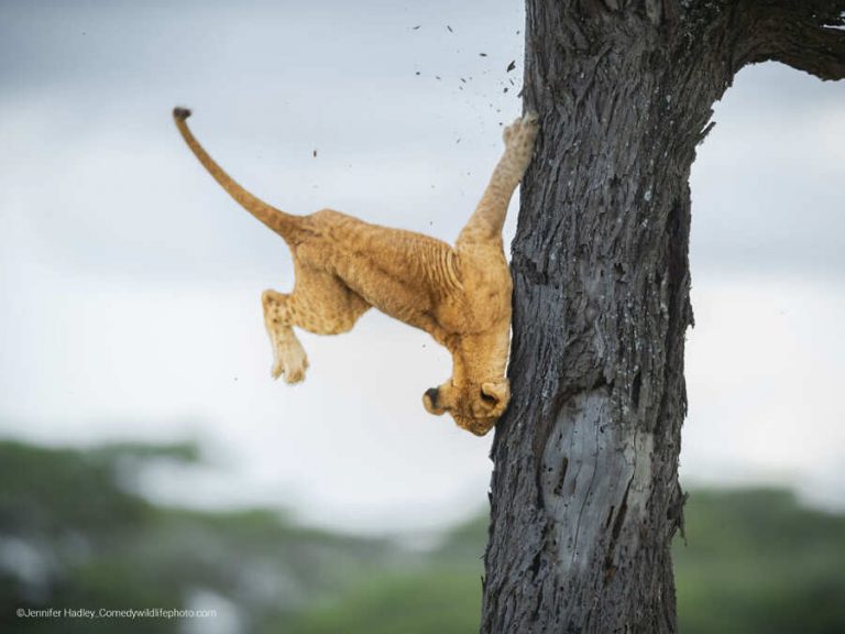 The Comedy Wildlife Photography Awards: ecco i vincitori