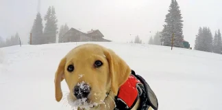 Prima unità cinofila dei vigili del fuoco nel veronese