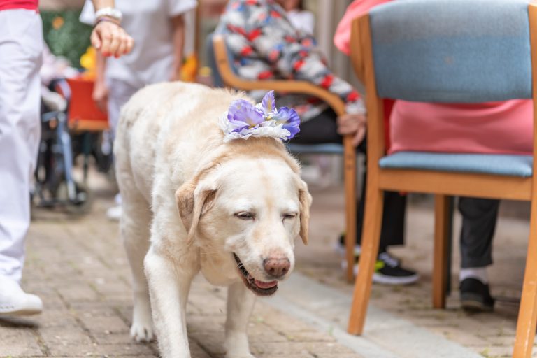  Camilla, la labrador mascotte, è morta