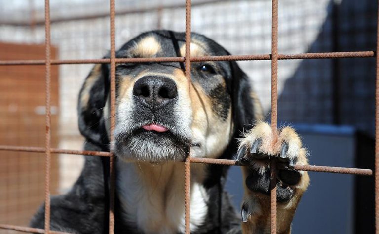 Maltrattamento sugli animali