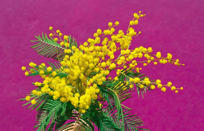 Fiore di mimosa Fiore di mimosa