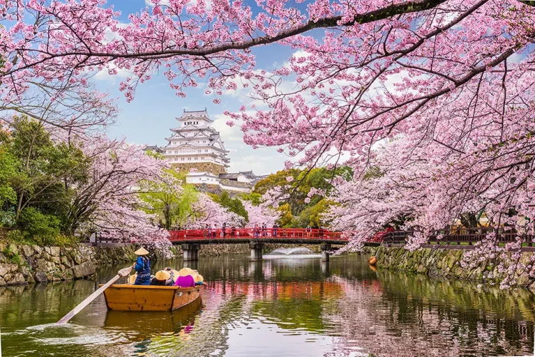 Hanami 2023: la tradizionale fioritura dei ciliegi è alle porte 