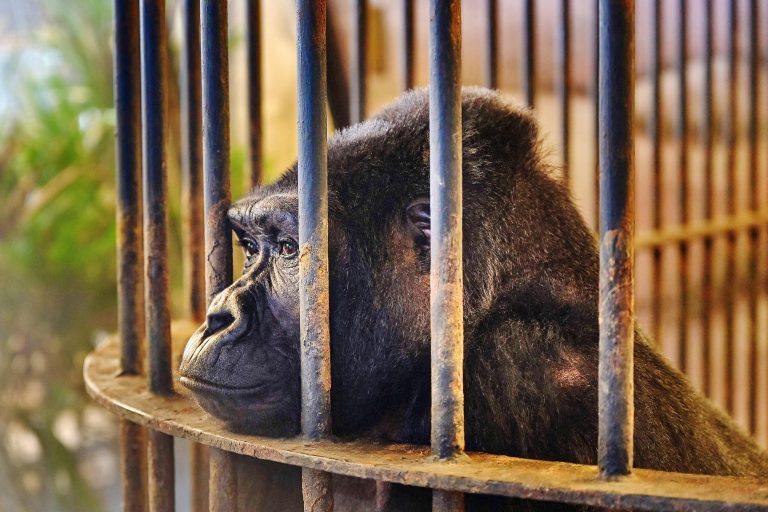 La gorilla più sola è in gabbia da trenta anni