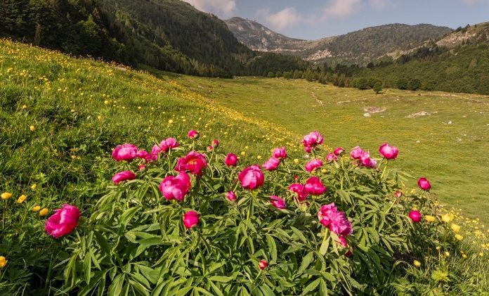 fiori monte baldo fiori monte baldo