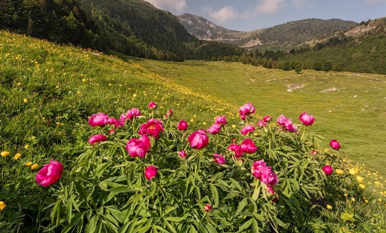fiori monte baldo
