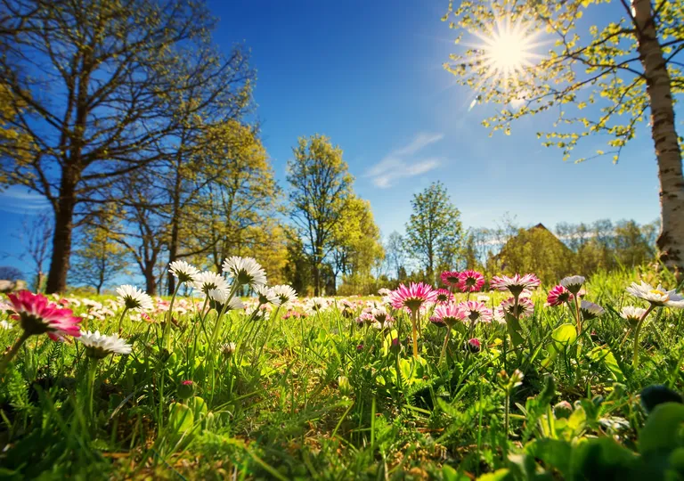 primavera
