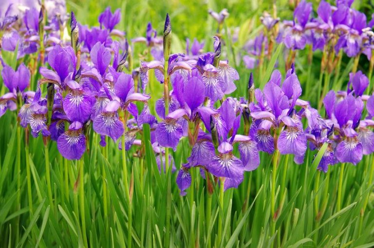 Iris