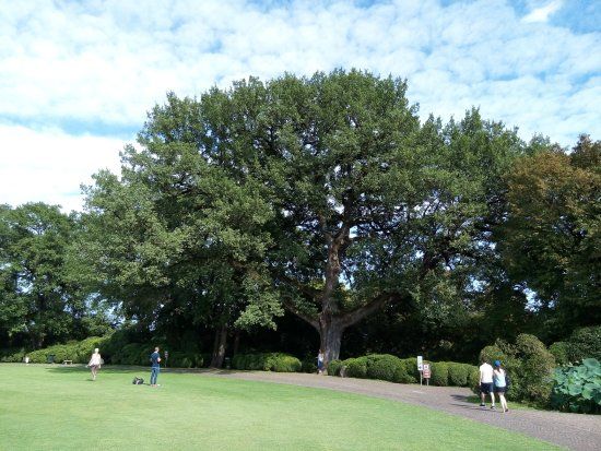 La Grande Quercia del parco Sigurtà