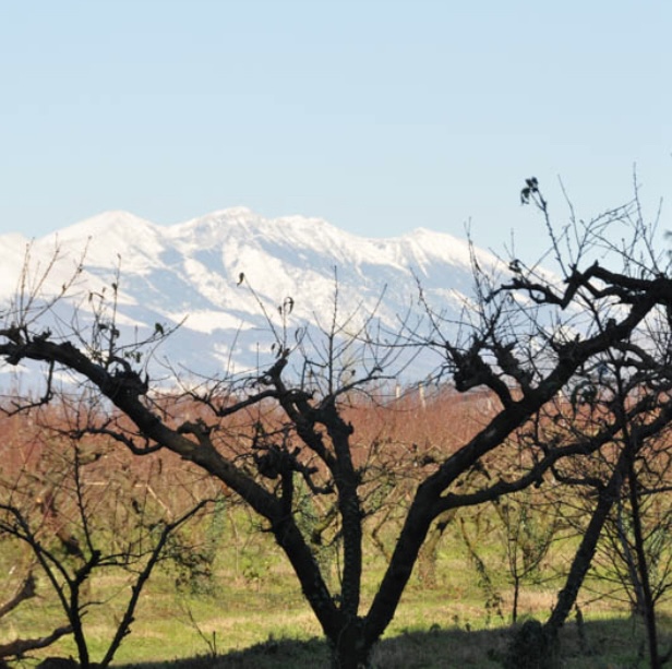 Campi con alberi da frutto di FontanaBio