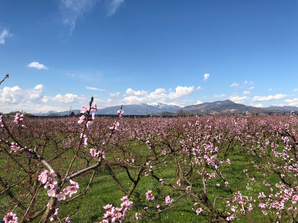 Fioritura degli alberi da frutto dell'azienda FontanaBio