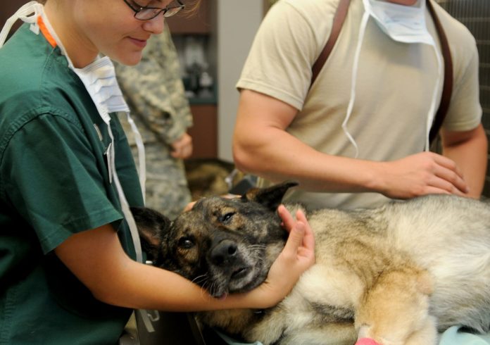 Fotografia di una visita veterinaria